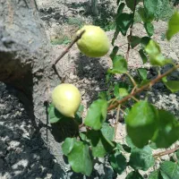 باغ-با-تعداد-200-اصله-درخت-مثمر-و-یکساعت-آب