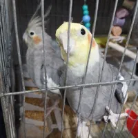 عروس هلندی|پرنده|لنگرود, |دیوار