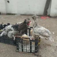 مرغ و خروس و جوجه برهما و سلطان
