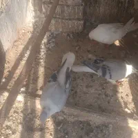 کبوتر
