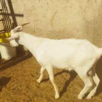 فروش کهره سانن اصل|حیوانات مزرعه|مرودشت, محمد آباد|دیوار