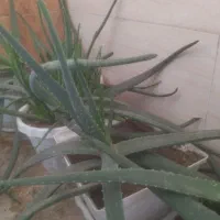 آلوورا گلدان بزرگ ارزان