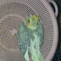 جوجه عروس هلندی سرلاکی