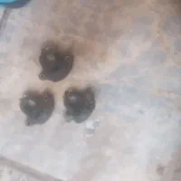 مگنت پراید کارباراتور|قطعات یدکی و لوازم جانبی|قم, شاه ابراهیم|دیوار