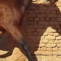 اسب  قد بلند