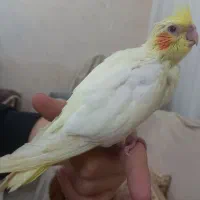 عروس  سرلاکی اهلی اهلی