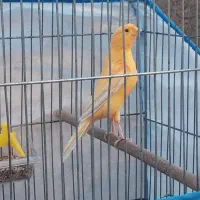 قناری زینتی کشیده تازه بخوان شده|پرنده|دهگلان, |دیوار