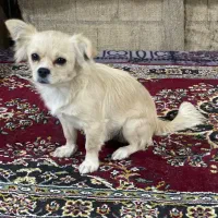 سگ پامرین|سگ|کرمانشاه, |دیوار