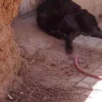 سگ ژرمن بلک|سگ|کرمان, |دیوار