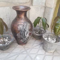 درخت نهال نشا درختچه انبه گلدان دکوری انگوری