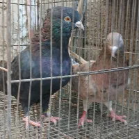 کبوتر سرور.و یجفت ساعت بالا|پرنده|وحیدیه, |دیوار