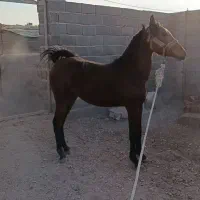 کره اسب