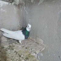 ۴ عدد طوقی نر درجه یک یک|پرنده|نورآباد, |دیوار