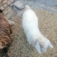 کره|حیوانات مزرعه|ماهان, |دیوار