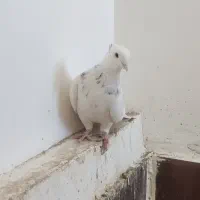 طوقی|پرنده|فردوس (خراسان), |دیوار