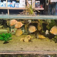 اکواریوم ماهی اب شور دیسکس ابشور انجل گوپی