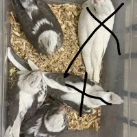 جفت مولد و جوجه عروس هلندی سرلاکی|پرنده|مرند, |دیوار