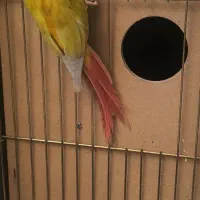 مولد سانچیک و اناناسی رد|پرنده|تهران, دانشگاه شریف|دیوار