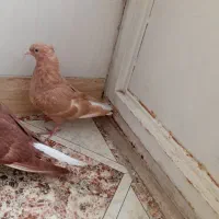 کفتر زرد دم سفید  و سرخ دم سفید  و  مینا  سبز