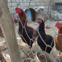 خروس و مرغ لاری