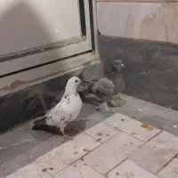 کفتر یاکبوتر