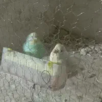 جفت مرغ عشق نر و ماده