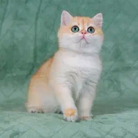 بریتیش شیطون بلا گلدن