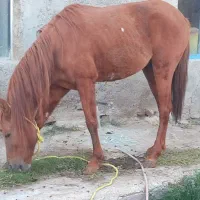 اسب کورد۴ساله