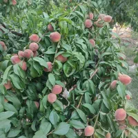 فروش زمین کشاورزی شش هکتار زمین بیضا|فروش زمین و ملک کلنگی|بیضا, |دیوار