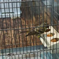 چند گلبسر نر حلقه پا درشت و کشیده بخون دهن سهره|پرنده|الیگودرز, |دیوار