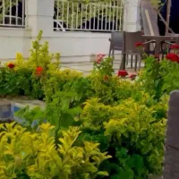 نیروی آقا در رستوران