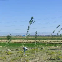 فروش فوری زمین|فروش زمین و ملک کلنگی|نمین, |دیوار