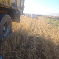 کاه درجه ۱ تحویل در محل