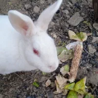 خرگوش چاق و زرنگ