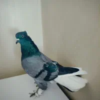 کفتر.نژاد.قدیم.عتیقه.خال پرش|پرنده|ری, شهرری|دیوار