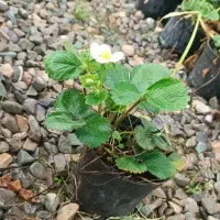 نشاتوت فرنگی|گل و گیاه طبیعی|شیراز, حومه شیراز|دیوار