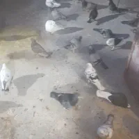 پرنده|پرنده|فرح دشت, |دیوار