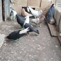 کفتر رنگی بیرونی