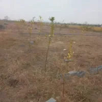 زمین-باغی
