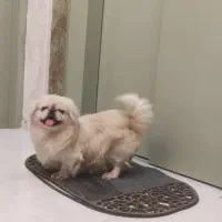 سگ پیکینیز امپریال