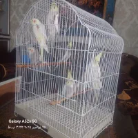 ۷ عدد عروس اهلی