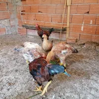 فروش خروس محلی