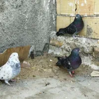 سه عدد کبوتر اصفهانی