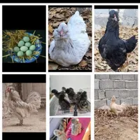 انواع جوجه ویاندوت لاکندزی آراکانا گلین|حیوانات مزرعه|اصفهان, شهرک کاوه|دیوار