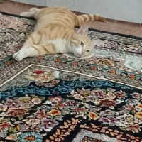 گربه گمشده