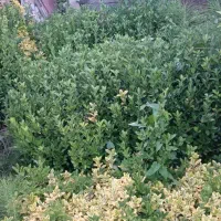 شمشاد نشایی