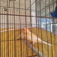 قناری نر و ماده مولد رد فکتور|پرنده|بندرعباس, |دیوار