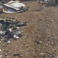 سگ نگهبان|سگ|زرند, |دیوار