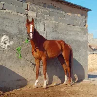 اسب|اسب و تجهیزات اسب‌سواری|قوچان, |دیوار