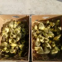 جوجه غاز محلی